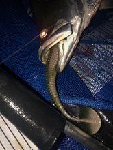 Load image into Gallery viewer, Noike wobble shad 7.5"